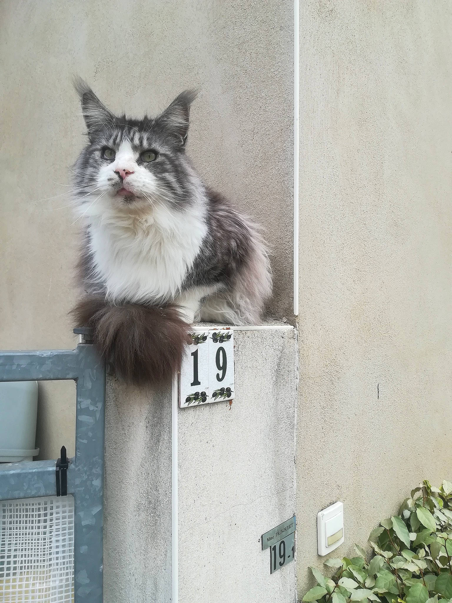 Léonard participe au concours pour gagner de l'argent avec cette photo : carnivore, cat, concrete, domestic_short_haired_cat, felidae, fur, grey, paw, small_to_medium_sized_cats, snout, tail, terrestrial_animal, whiskers