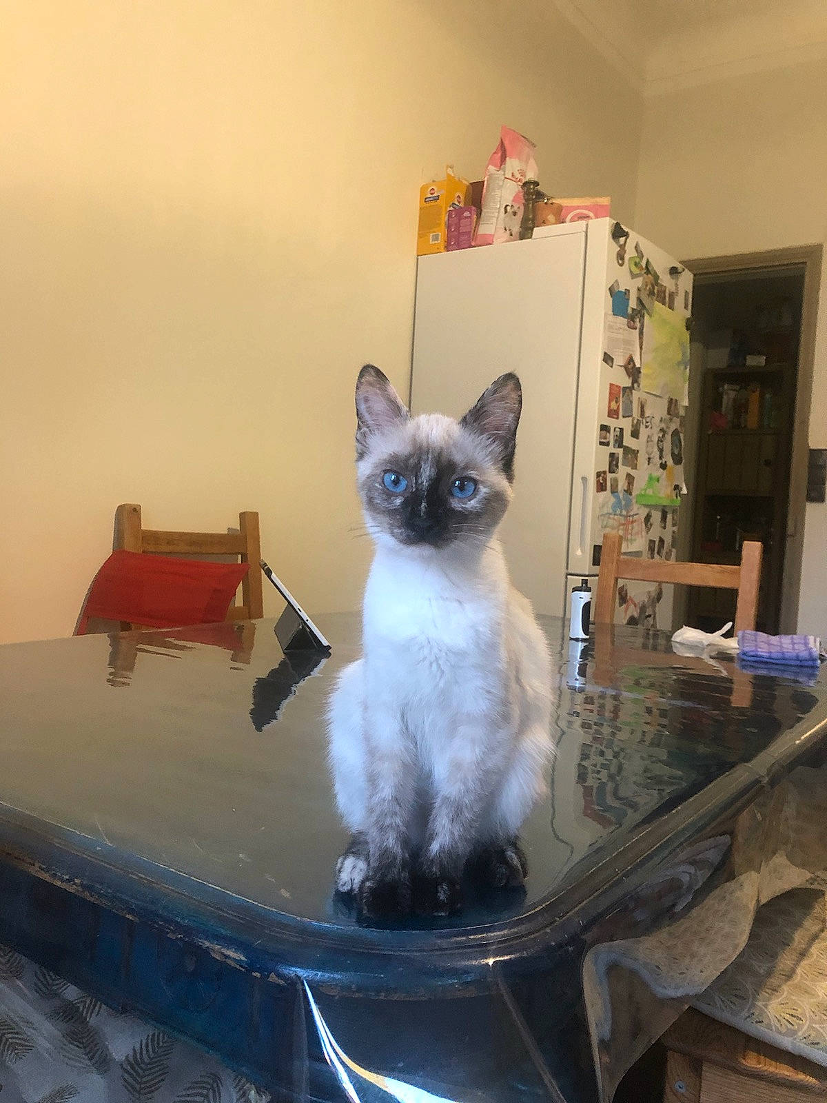 Winny a rejoint le concours — aidez-le/la à gagner de superbes lots ! balinese, birman, carnivore, cat, chair, domestic_short_haired_cat, fawn, felidae, flooring, fur, pet_supply, room, shelf, siamese, small_to_medium_sized_cats, snout, table, tail, thai, whiskers