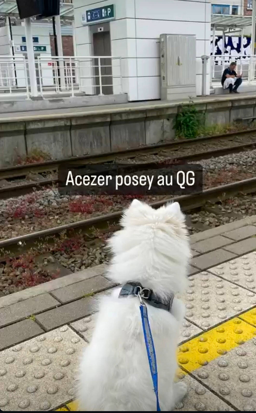 Ace participe au concours pour gagner de l'argent avec cette photo : carnivore, companion_dog, dog, dog_breed, dog_collar, dog_supply, fence, flooring, fur, leash, line, public_space, road, road_surface, sidewalk, snapshot, snout, sporting_group, tail, toy_dog