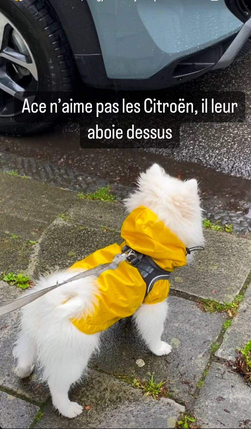 Ace participe au concours pour gagner de l'argent avec cette photo : asphalt, automotive_design, automotive_lighting, automotive_tire, car, carnivore, companion_dog, dog, dog_clothes, door, fender, light, motor_vehicle, road_surface, tire, tread, vehicle, wheel, white, yellow