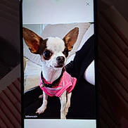 Oria participe au concours pour gagner de l'argent avec cette photo : dog, chihuahua, pet, phone_screen, pink_sweater, small_dog, indoor, person, lap, couch, ears, alert, seated, animal, companion, clothing, mobile_phone, technology, closeup, home