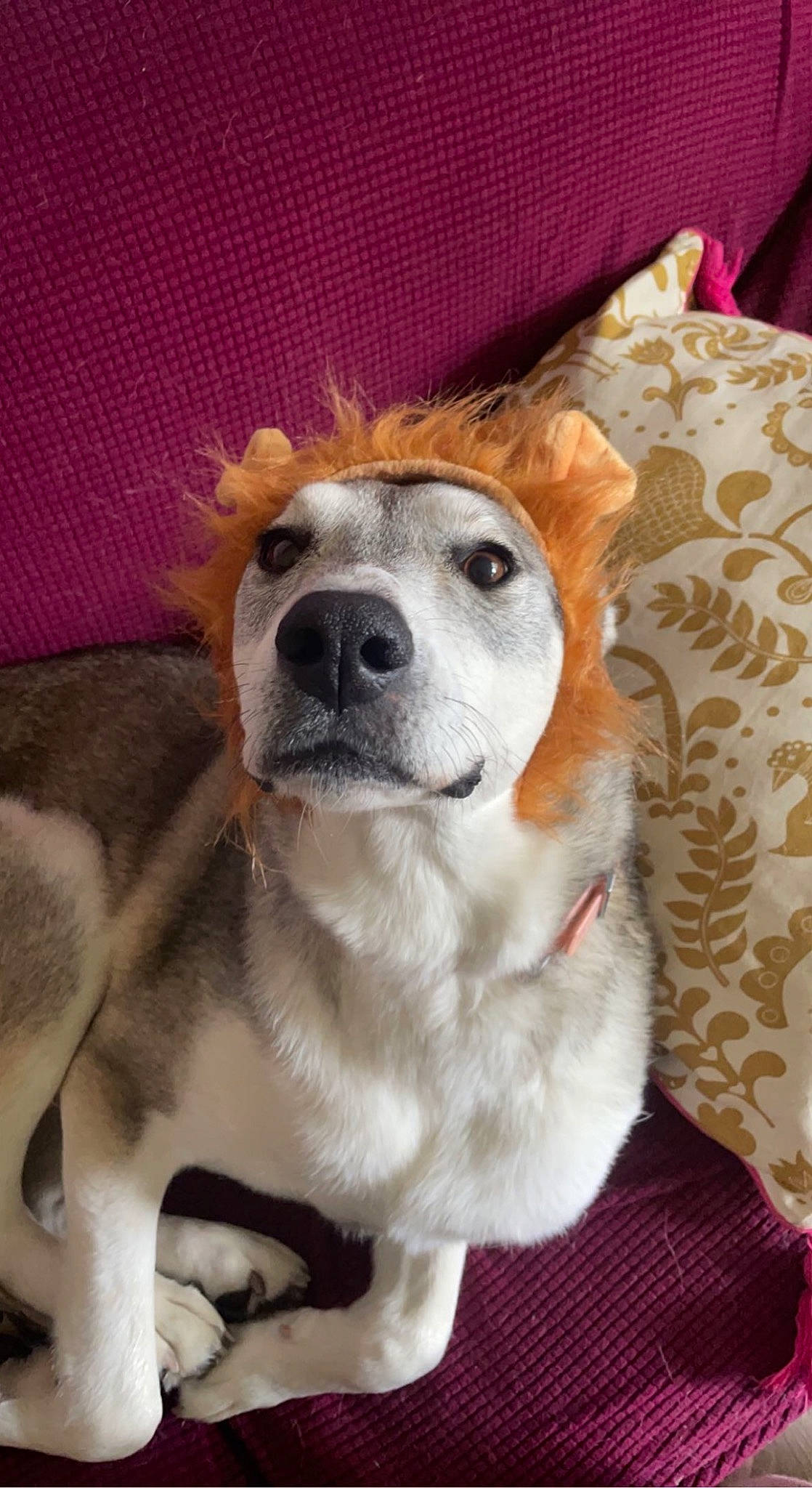 Calcifer is registered to the contest to win money with this photo: canidae, carnivore, collar, comfort, companion_dog, dog, dog_breed, dog_supply, fawn, fur, non_sporting_group, paw, pet_supply, puppy, snout, sporting_group, tail, terrestrial_animal, whiskers, working_animal