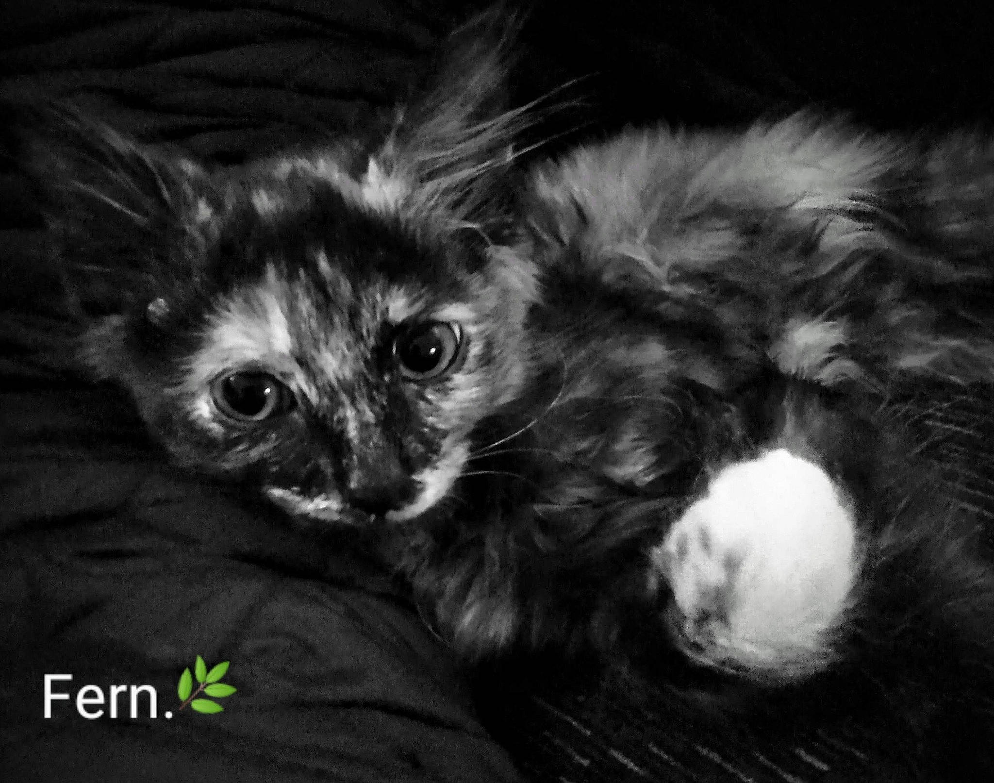 Fern is registered to the contest to win money with this photo: carnivore, cat, darkness, dog_breed, eye, felidae, fur, laperm, monochrome, monochrome_photography, small_to_medium_sized_cats, snout, terrestrial_animal, whiskers