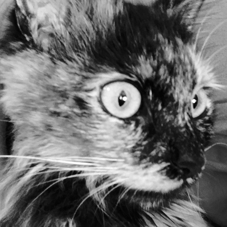 Fern is registered to the contest to win money with this photo: black_and_white, carnivore, cat, close_up, darkness, domestic_short_haired_cat, eye, felidae, fur, head, iris, laperm, monochrome, monochrome_photography, small_to_medium_sized_cats, snout, style, terrestrial_animal, whiskers, wildlife