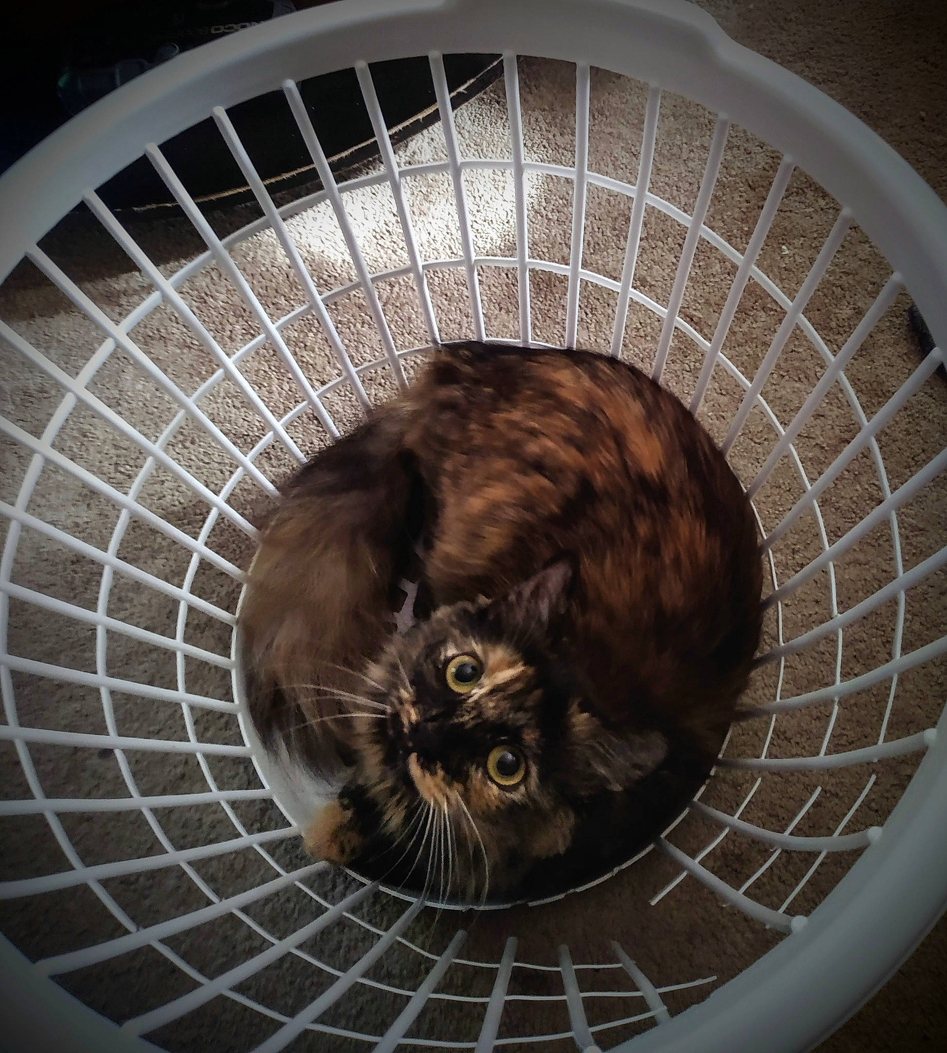 Fern joined the competition — help win amazing prizes! animal_shelter, automotive_tire, brown, cage, carnivore, cat, cat_bed, cat_supply, circle, comfort, domestic_short_haired_cat, felidae, fur, pattern, pet_supply, small_to_medium_sized_cats, snout, tail, terrestrial_animal, whiskers