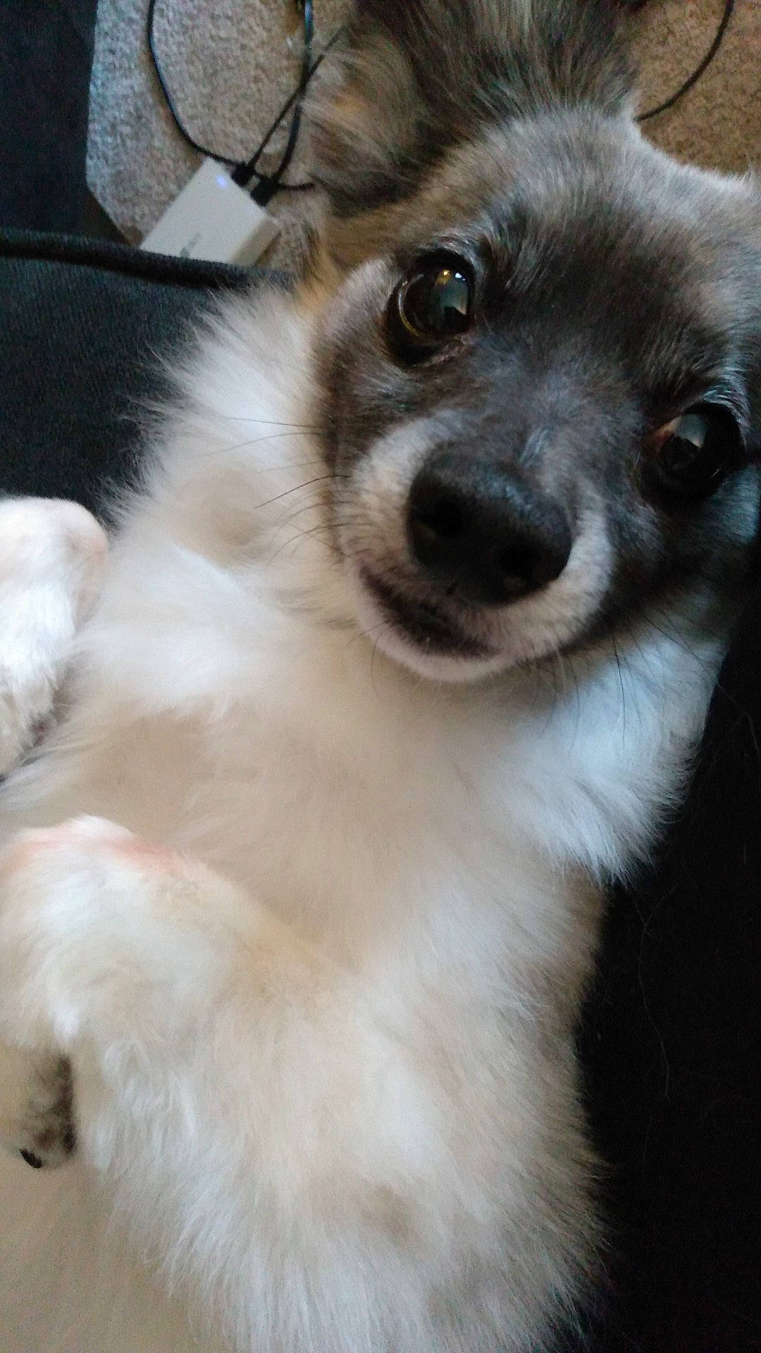 Cooper is registered to the contest to win money with this photo: ancient_dog_breeds, canidae, carnivore, companion_dog, dog, dog_breed, ear, fawn, fur, non_sporting_group, snout, sporting_group, terrestrial_animal, toy_dog, whiskers, working_animal, working_dog