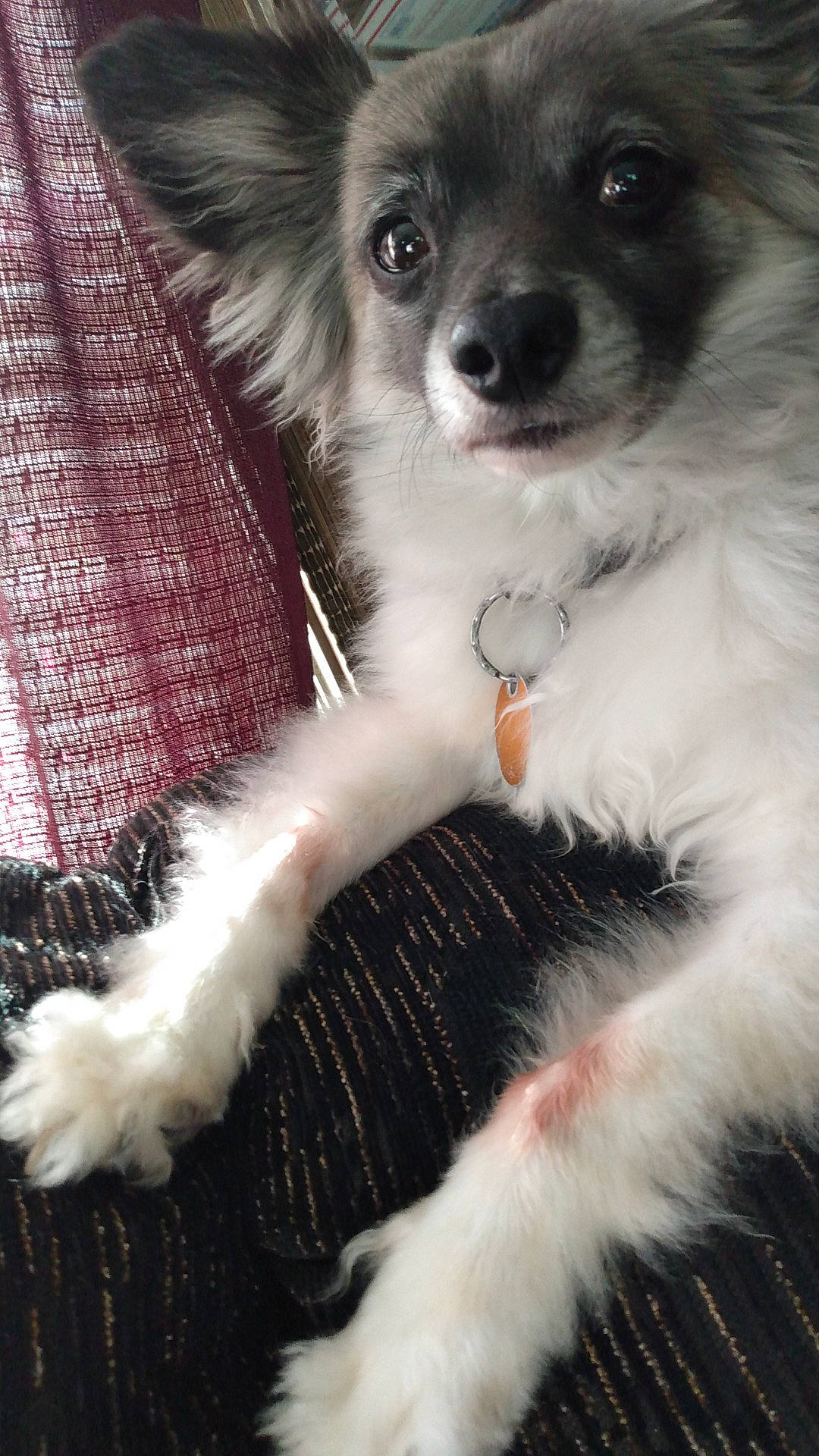 Cooper is registered to the contest to win money with this photo: border_collie, canidae, carnivore, companion_dog, dog, dog_breed, dog_supply, event, fur, herding_dog, paw, photography, scotch_collie, snout, sporting_group, tartan, toy_dog, whiskers, working_animal, working_dog