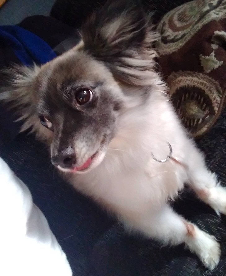 Cooper is registered to the contest to win money with this photo: canidae, carnivore, companion_dog, dog, dog_breed, ear, eye, fang, fawn, felidae, fur, head, paw, puppy, small_to_medium_sized_cats, snout, sporting_group, toy_dog, whiskers, working_animal