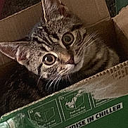 Rocky is registered to the contest to win money with this photo: animal, box, cardboard_box, cat, closeup, curious, cute, domestic_animal, ears, eyes, feline, floor, indoor, kitten, pet, playful, tabby, torn_box, whiskers, young_animal