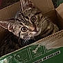 animal, box, cardboard_box, cat, closeup, curious, cute, domestic_animal, ears, eyes, feline, floor, indoor, kitten, pet, playful, tabby, torn_box, whiskers, young_animal