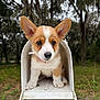 Ellie joined the competition — help win amazing prizes! puppy, dog, corgi, mailbox, outdoor, nature, forest, greenery, cute, animal, pet, young, ears, fur, collar, white, brown, curious, small, adorable