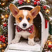 Ellie joined the competition — help win amazing prizes! corgi, puppy, dog, bow_tie, mailbox, christmas_wreath, holiday_lights, snow, winter, festive, decorations, red_berries, greenery, cute, animal, pet, outdoor, christmas, seasonal, adorable