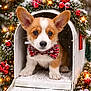 adorable, animal, bow_tie, christmas, christmas_wreath, corgi, cute, decorations, dog, festive, greenery, holiday_lights, mailbox, outdoor, pet, puppy, red_berries, seasonal, snow, winter