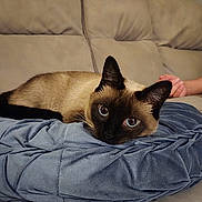 Hoya is registered to the contest to win money with this photo: siamese_cat, cat, pet, animal, cushion, blue, sofa, beige, indoor, relaxing, feline, fur, ears, whiskers, eyes, home, comfort, resting, domestic_animal, cozy