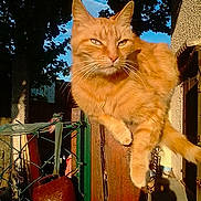 Sweety participe au concours pour gagner de l'argent avec cette photo : cat, orange_tabby, outdoor, sunlight, metal_post, fence, tree, blue_sky, shadow, rust, whiskers, animal, pet, daylight, nature, curious, feline, perched, backyard, domestic_cat