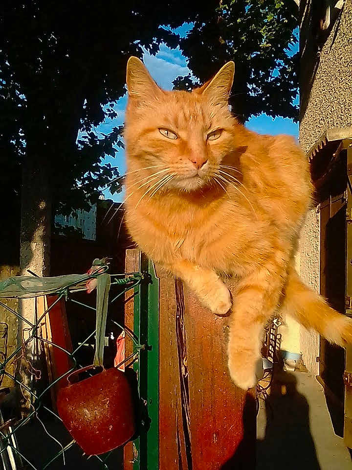 Sweety participe au concours pour gagner de l'argent avec cette photo : cat, orange_tabby, outdoor, sunlight, metal_post, fence, tree, blue_sky, shadow, rust, whiskers, animal, pet, daylight, nature, curious, feline, perched, backyard, domestic_cat