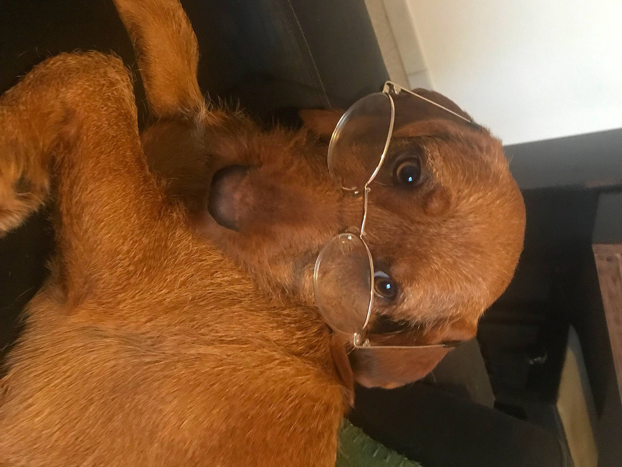 Loly participe au concours pour gagner de l'argent avec cette photo : brown, canidae, companion_dog, dog_breed, ear, fawn, foot, fur, liver, snout, sporting_group, stuffed_toy, tail, terrestrial_animal, whiskers, working_animal, wrinkle