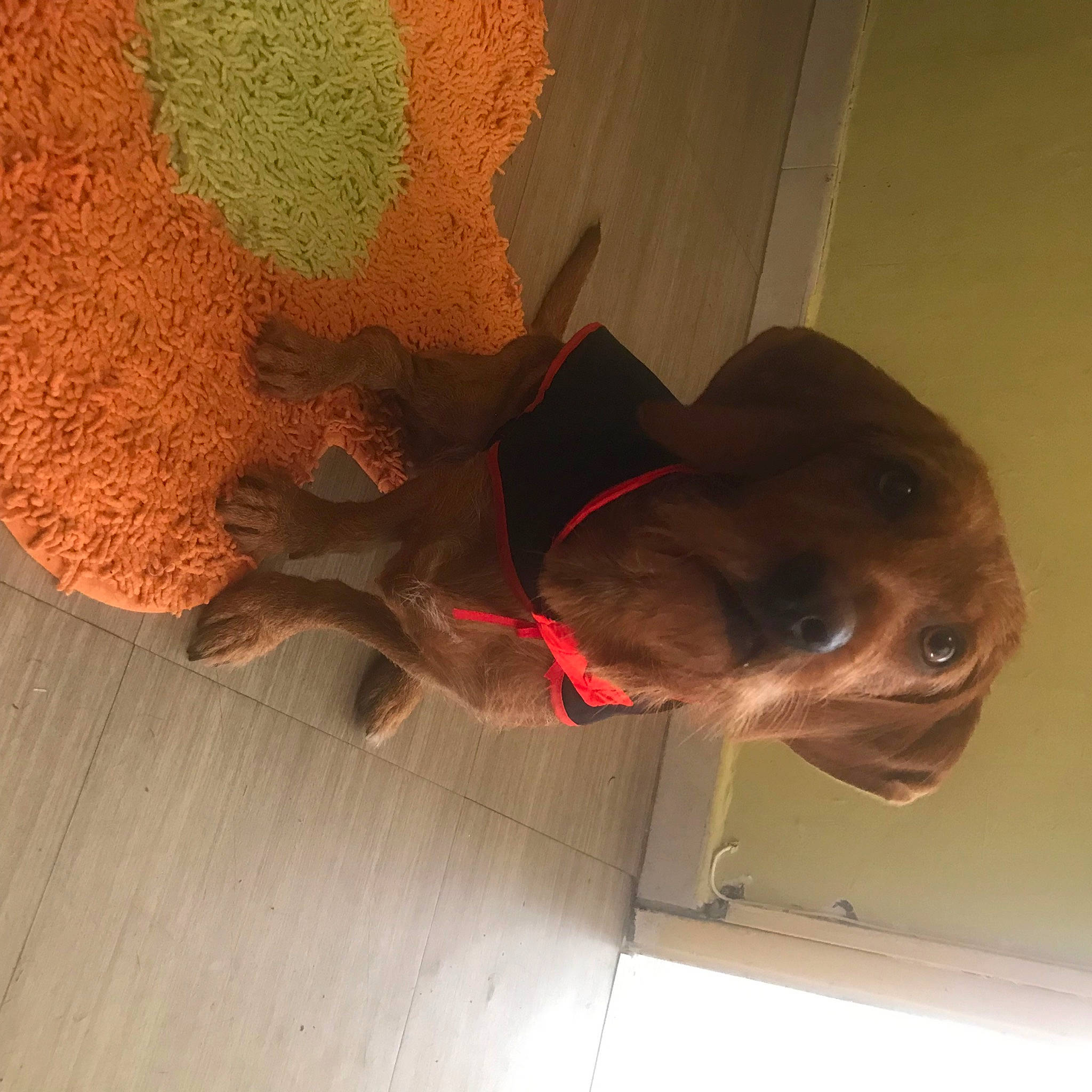 Loly participe au concours pour gagner de l'argent avec cette photo : canidae, carnivore, dog, dog_breed, fawn, floor, flooring, hardwood, hat, liver, peach, snout, sporting_group, tail, tints_and_shades, visual_arts, window, wood, wood_flooring, wood_stain