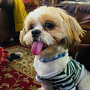 Christian is registered to the contest to win money with this photo: dog, puppy, pet, tongue_out, striped_shirt, collar, indoor, rug, patterned_rug, leather_chair, yellow_blanket, cozy, cute, small_dog, fur, happy, sitting, living_room, home, playful