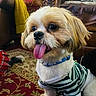 dog, puppy, pet, tongue_out, striped_shirt, collar, indoor, rug, patterned_rug, leather_chair, yellow_blanket, cozy, cute, small_dog, fur, happy, sitting, living_room, home, playful