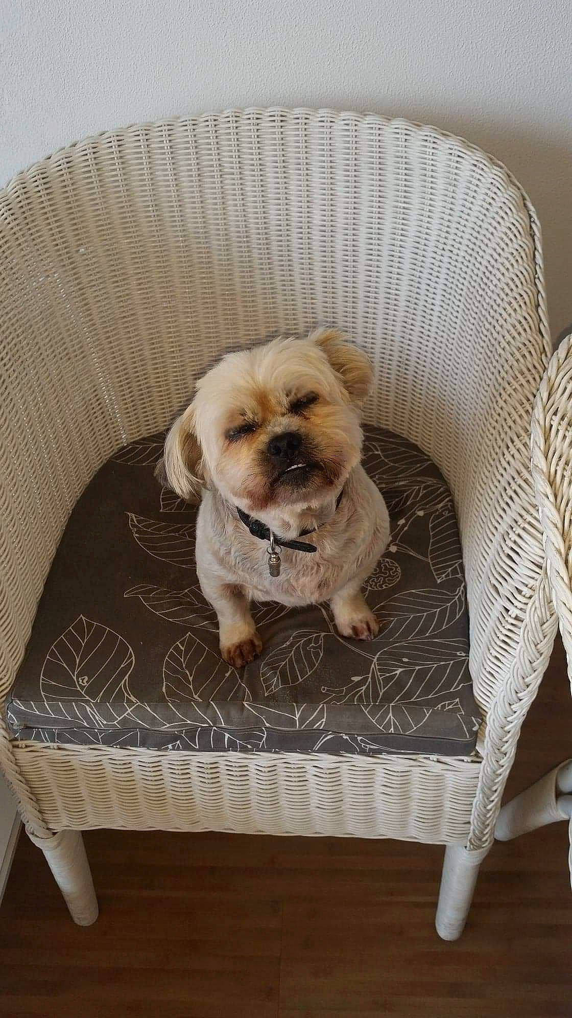 Gepsy participe au concours pour gagner de l'argent avec cette photo : armrest, canidae, carnivore, companion_dog, dog, dog_breed, dog_supply, fawn, furniture, mammal, outdoor_furniture, pet_supply, puppy, small_terrier, snout, sporting_group, toy_dog, vertebrate, wicker, working_animal