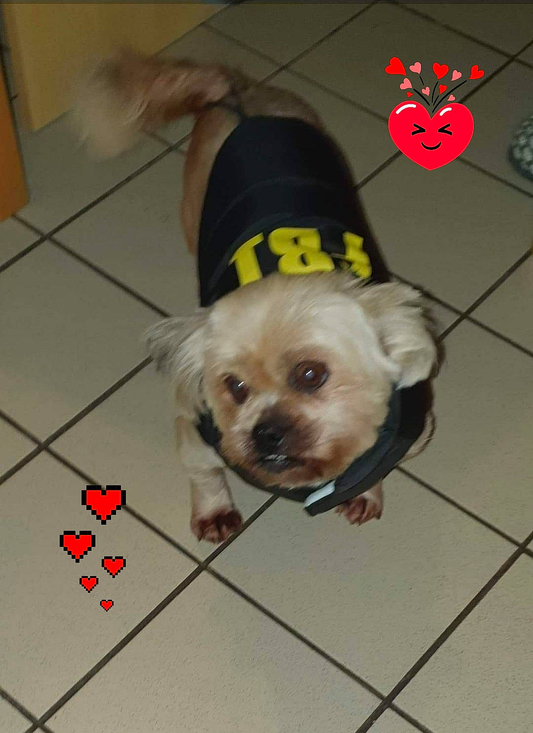 Gepsy participe au concours pour gagner de l'argent avec cette photo : canidae, carnivore, companion_dog, dog, dog_breed, dog_clothes, dog_supply, fawn, floor, flooring, mammal, party_hat, pet_supply, puppy, snout, sporting_group, tile, toy_dog, vertebrate, working_animal