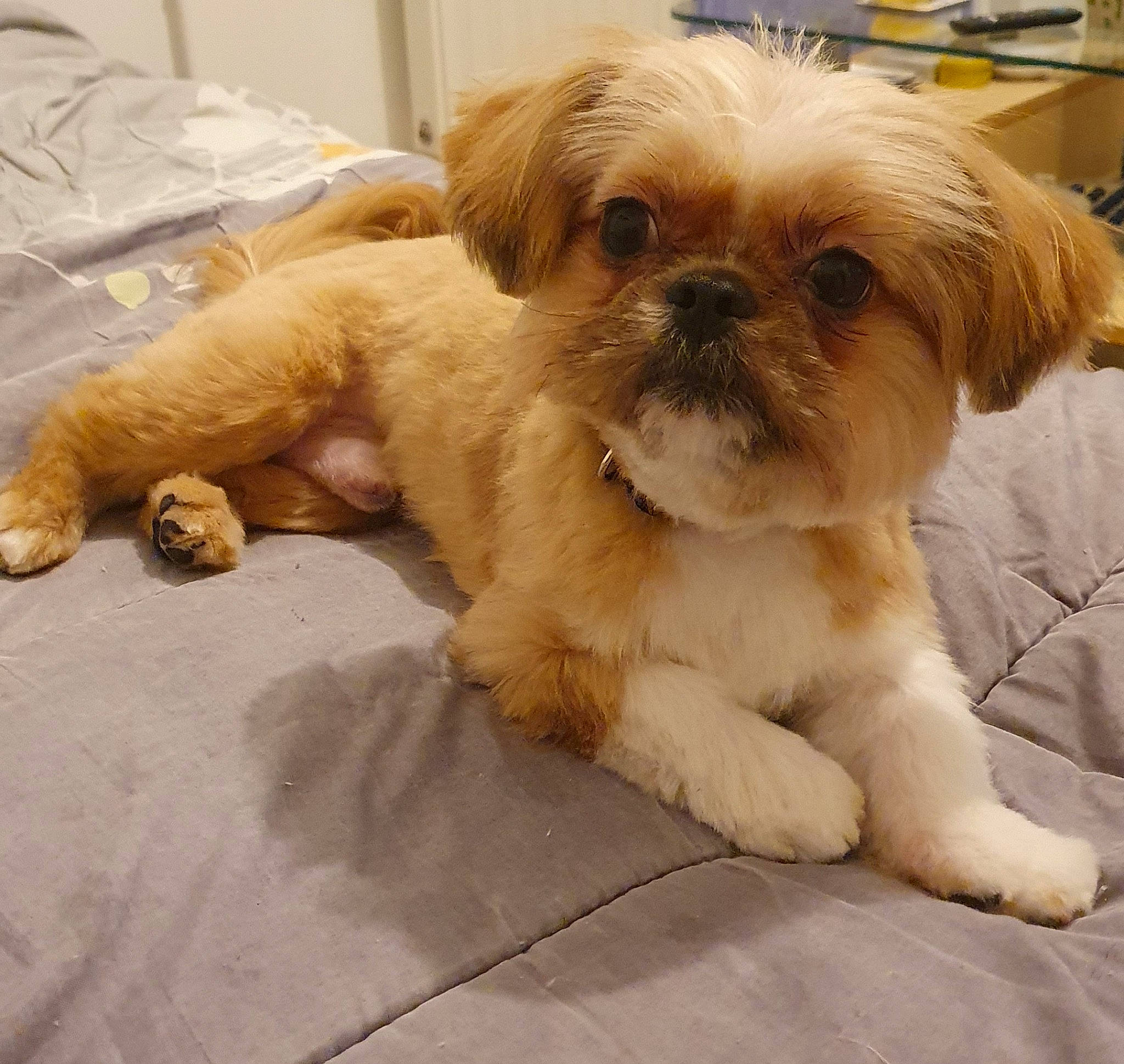 Charly a rejoint le concours — aidez-le/la à gagner de superbes lots ! canidae, carnivore, comfort, companion_dog, dog, dog_breed, dog_supply, fawn, fur, liver, pet_supply, puppy_love, shih_poo, shih_tzu, small_terrier, snout, sporting_group, terrestrial_animal, toy_dog, working_animal