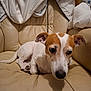 dog, jack_russell, pet, canine, white_coat, brown_markings, sofa, leather_sofa, blanket, cushion, indoors, portrait, close_up, paw, ears, nose, eyes, lounging, home, cozy