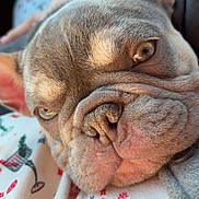 Loki joined the competition — help win amazing prizes! dog, french_bulldog, close_up, wrinkles, sleepy, pet, animal, snout, fur, ears, blanket, holiday, pattern, soft_lighting, resting, cute, face, domestic_animal, cozy, indoors