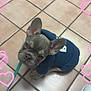 french_bulldog, puppy, dog, blue_hoodie, tile_floor, looking_up, pink_hearts, leash, sneaker, indoor, pet, cute, small_dog, ears_up, wrinkled_face, animal, floor_tiles, clothing, adorable, playful