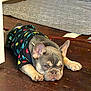 Loki joined the competition — help win amazing prizes! dog, french_bulldog, puppy, lying_down, shirt, colorful, floor, wooden_floor, pet_clothing, indoor, animal, cute, ears, face, paws, resting, expression, quilted_mat, background, tired