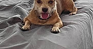 Honey is registered to the contest to win money with this photo: dog, pet, bed, indoor, animal, canine, tongue_out, ears_up, lying_down, gray_bedspread, window_blinds, domestic, cute, furry, resting, happy, small_dog, companion, alert, relaxed
