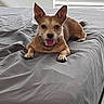 dog, pet, bed, indoor, animal, canine, tongue_out, ears_up, lying_down, gray_bedspread, window_blinds, domestic, cute, furry, resting, happy, small_dog, companion, alert, relaxed
