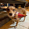 Honey joined the competition — help win amazing prizes! dog, party_hat, indoor, wooden_table, tile_floor, pet, animal, brown_fur, small_dog, looking_up, curious, celebration, colorful, domestic, companion, floor_shadow, furniture, home, cute, canine