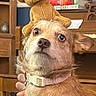 Honey is registered to the contest to win money with this photo: dog, stuffed_toy, collar, hand, furniture, books, painting, indoor, brown_dog, curious, pet, toy, wooden_shelf, portrait, animal, looking_up, home, cozy, ears, fur