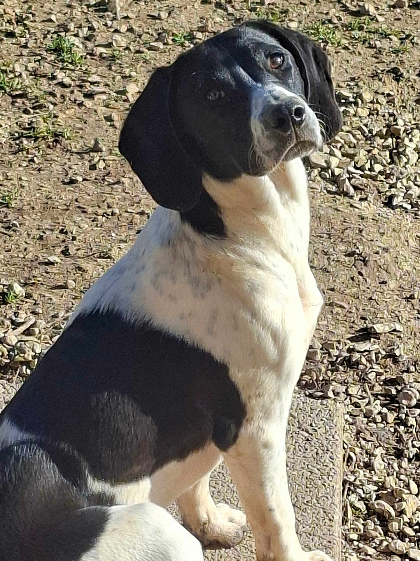 Alba a rejoint le concours — aidez-le/la à gagner de superbes lots ! dog, black_and_white, sitting, outdoor, gravel, curious, pet, canine, animal, head_tilt, sunlight, nature, paw, ears, portrait, companion, cute, friendly, alert, domestic_animal