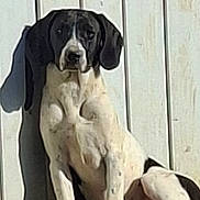 Alba participe au concours pour gagner de l'argent avec cette photo : dog, black_and_white, sitting, grass, fence, outdoor, shadow, pet, canine, sunlight, relaxed, animal, nature, daytime, fur, portrait, quiet, calm, companion, friendly
