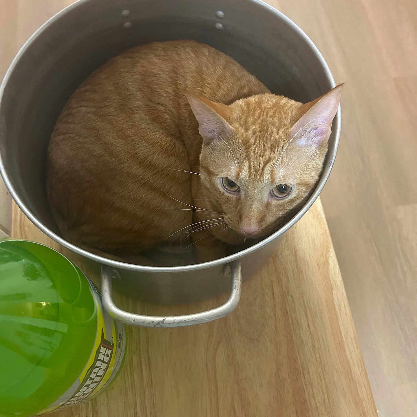 Leonardo Decatpio is registered to the contest to win money with this photo: animal, cat, container, curious, domestic, ears, eyes, feline, fur, green_bottle, indoor, looking_up, metal_pot, orange_tabby, pet, quiet, resting, snug, whiskers, wooden_table