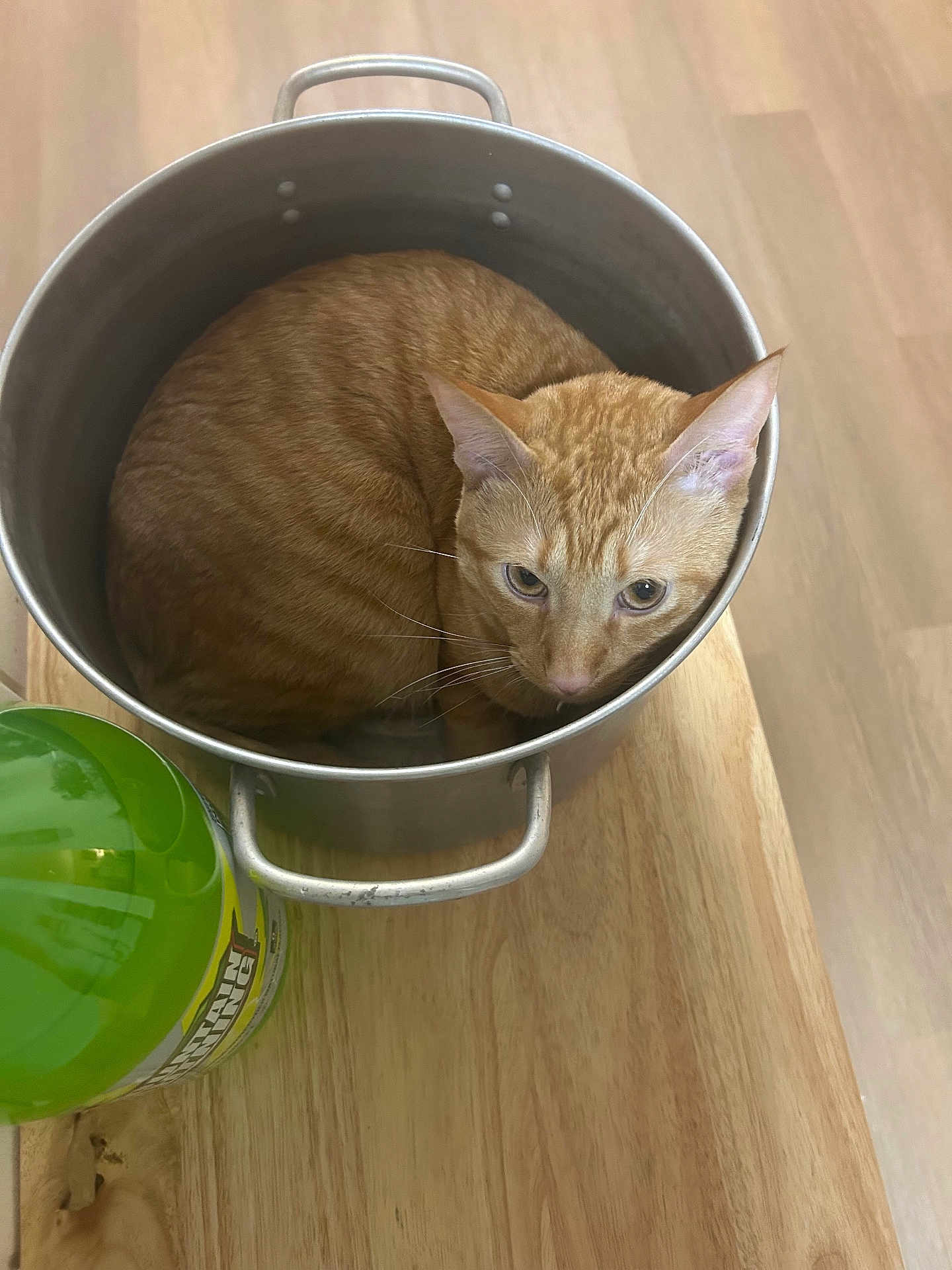 Leonardo Decatpio is registered to the contest to win money with this photo: cat, orange_tabby, metal_pot, wooden_table, green_bottle, indoor, pet, curious, feline, container, snug, looking_up, domestic, animal, fur, whiskers, ears, eyes, quiet, resting