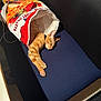 Leonardo Decatpio is registered to the contest to win money with this photo: cat, orange_tabby, sleeping, cozy, feline, pet, nap, resting, indoor, blanket, novelty_sleeping_bag, furniture, couch, collar, fur, paw, relaxation, domestic_animal, cute, comfort