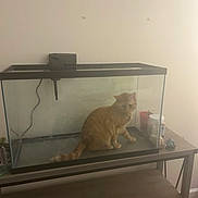 Leonardo Decatpio is registered to the contest to win money with this photo: cat, fish_tank, empty_tank, ginger_cat, table, wooden_table, indoor, pet, curious, glass, container, decoration, wall, furniture, animal, sitting, orange_cat, household, quiet, still_life