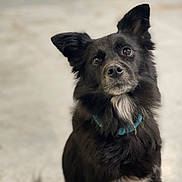 Tucker is registered to the contest to win money with this photo: dog, black_dog, pet, animal, collar, fur, ears, nose, whiskers, eyes, portrait, sitting, indoor, cute, mammal, friendly, looking_up, fluffy, white_patch, domestic_animal