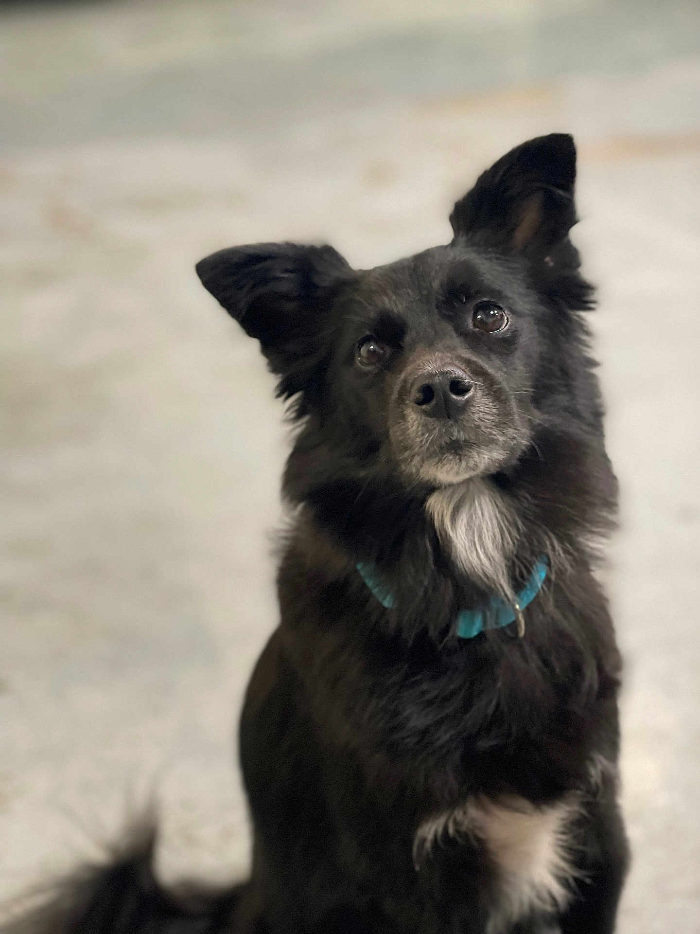 Tucker is registered to the contest to win money with this photo: dog, black_dog, pet, animal, collar, fur, ears, nose, whiskers, eyes, portrait, sitting, indoor, cute, mammal, friendly, looking_up, fluffy, white_patch, domestic_animal