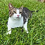 animal, cat, closeup, daylight, ears, eyes, feline, fur, garden, grass, greenery, nature, nose, outdoor, paws, pet, relaxed, tabby, whiskers, white_fur