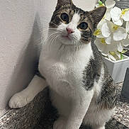 Ozzy is registered to the contest to win money with this photo: animal, cat, close_up, countertop, curious, domestic_cat, ears, face, flowers, fur, indoor, looking_up, paw, pet, speckled_surface, tabby, vase, wall, whiskers, white_fur