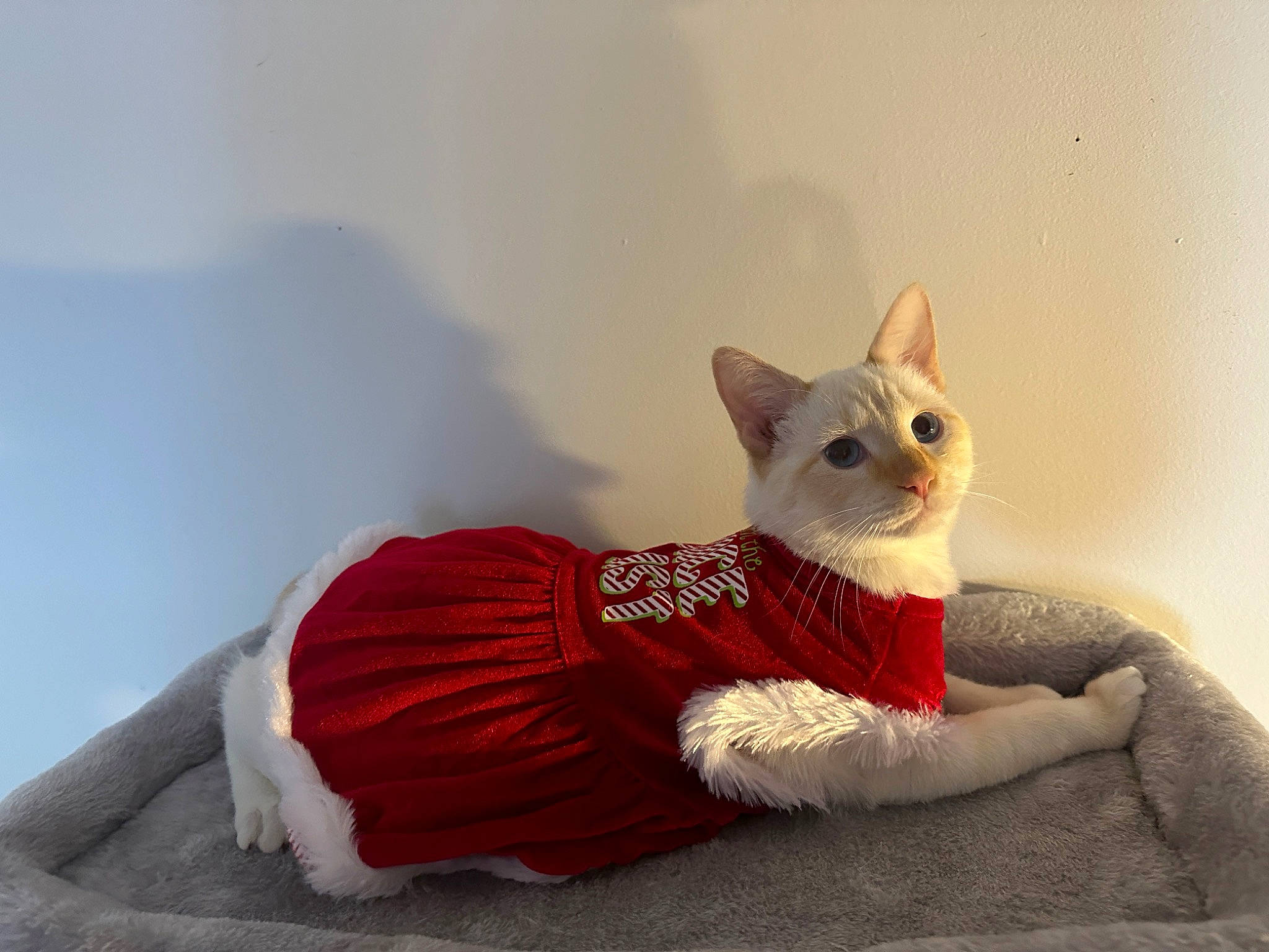 Charlotte joined the competition — help win amazing prizes! art, carnivore, cat, comfort, domestic_short_haired_cat, ear, eye, fawn, felidae, fur, grey, head, human_body, leg, paw, small_to_medium_sized_cats, snout, tail, toy, whiskers