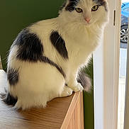 Romy a rejoint le concours — aidez-le/la à gagner de superbes lots ! cat, feline, white_cat, black_spots, green_eyes, fluffy, pet, indoor, wooden_furniture, keys, window, green_wall, curious, sitting, domestic_animal, close_up, household, natural_light, portrait, furry