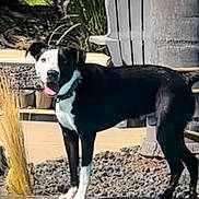 Spanky joined the competition — help win amazing prizes! dog, black_and_white, outdoor, poolside, chair, grass, sunlight, pet, animal, tongue_out, collar, daylight, nature, backyard, plant, wood, rock, standing, alert, canine