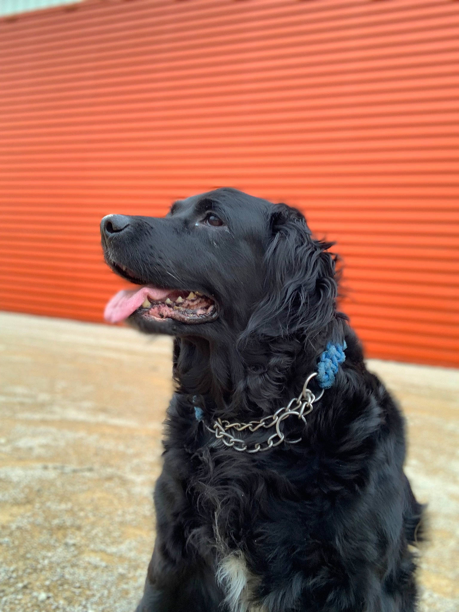 Iris participe au concours pour gagner de l'argent avec cette photo : borador, canidae, carnivore, cocker_spaniel, collar, companion_dog, dog, dog_breed, dog_collar, fur, guard_dog, gun_dog, leash, liver, retriever, snout, spaniel, sporting_group, working_animal, working_dog