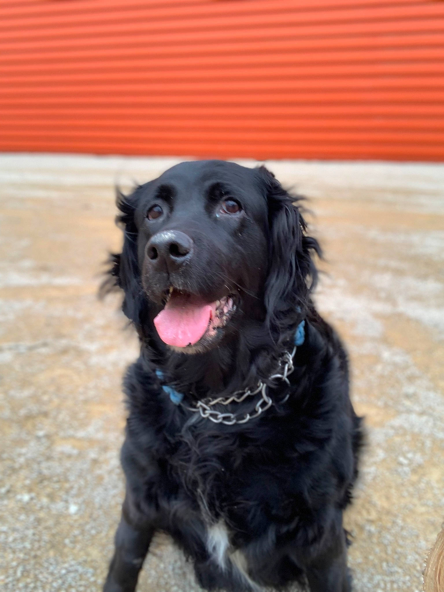 Iris participe au concours pour gagner de l'argent avec cette photo : asphalt, borador, canidae, carnivore, collar, companion_dog, dog, dog_breed, dog_collar, fur, gun_dog, hunting_dog, liver, retriever, snout, spaniel, sporting_group, working_animal, working_dog